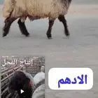 فحل نعيم صنف للبيع