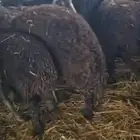 خرفان كركوي للبيع جملة فقط