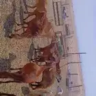 أعرض لكم غنم سوكني خلفات طيبه العدد 40تحتها 40