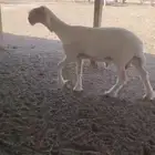 طلي نجدي ابيض