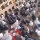 عرض حمام