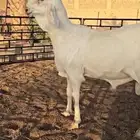 طلي ساكني ابيض ( تم البيع )