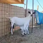 عنز بيشيه صنف الصنف