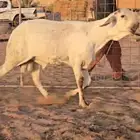 فحل ساكني ابيض