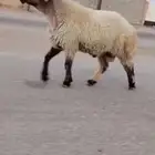 فحل نعيمي صنف للبيع