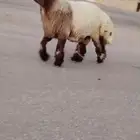 جدع نعيم صنف فاخر للبيع