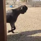 تيس شامي معرف
