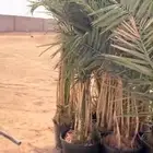 يوجد الدينا نخل مجذر في صطول صقعي ومجدول الاتواصل