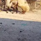 فحل نعيمي صنف للبيع