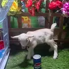 ماعز القزمي