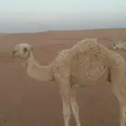 قعود جده الحاكم