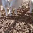 طليان للبيع