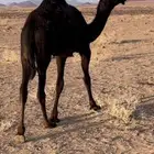 للبيع البكره