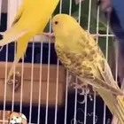 طيور البادجي