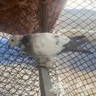 حمام للبيع
