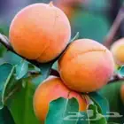 شتلات مشمش 2 متر ب 20ريال