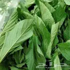 ملوخيه جيزانيه مقطوفه نضيفه بدوناعواد علاالشرط سعرالكيلو18ري