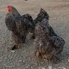 طقم براهما فيومي