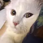قط مفقود
