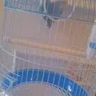 للبيع عصافير روز