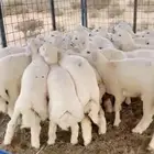 ذبايح الطائف طليان رخال اذا ماعجبتك الذبائح خذ فلوسك ضحايا