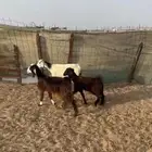 عرضين