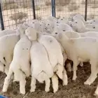 ذبائح بريه طلي رخل حري ذبيحته توصيل ل استراحه   شاليه   قاعة