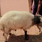 فحل نعيمي شرط القريع و النسف