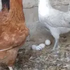 دجاج بلدي بياض