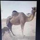 ناقة خلفة للبيع بالقنفذة