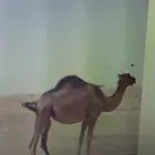 بكره للبيع بالقنفذة