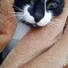 قطه بلدي ليست شيرازيه تربية منزل اليفه متعلمه ع اللتر بوكس