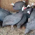 دجاج حبشى