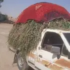 بسل   وتساف