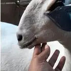 جفره بيشيه كحلا صنف تم البيع