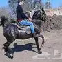  مدرب خيول مصري