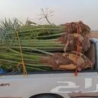نخل القصيم المثمرة