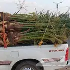 نخل القصيم المثمرة