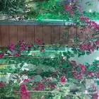 اشجار جهنميه الوان مختلفه اطوال 3متر