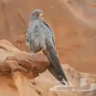 بكه جليميه بأشق شبوط