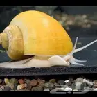 حلزون التفاح