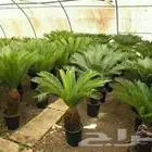 مشتل الخضرة