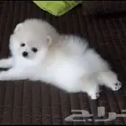 كلب برومينان للبيع