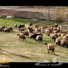 متوفر رعاة أغنام اثيوبيين