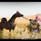 مطلوب سايس خيل