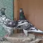 جوز حمام باكستاني