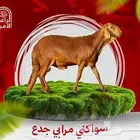 سواكني جذع صغير 15-17كيلو تقريبا بعد الذبح