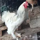 ديك رومي باقي فرخ للبيع