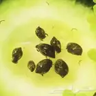 حلزون Bladder Snails