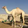 طبيب مطايا مجرب